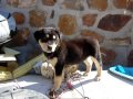 Dopey the puppy